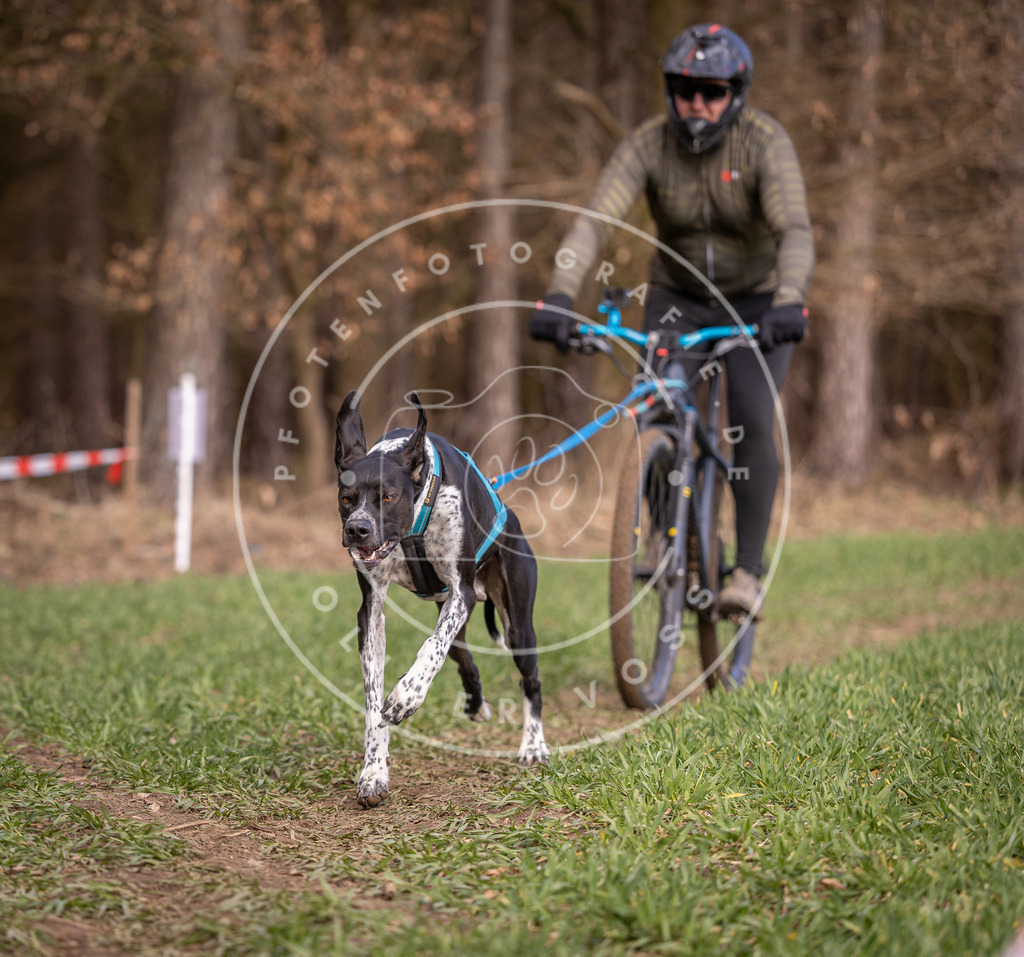 DV3A6146 | Hundefotografie, Tierfotograf, Pfotenfotografie, Fotoshooting Hund, Hunde Portrait, Hundesport, Hundeportraits, Heideshooting, Hunde, Sportfotograf, Hundefotograf, Turnierhundsport, THS,  - Realisiert mit Pictrs.com