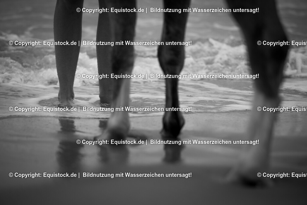 TS_20160929_Pferdef____e_im_Wasser_0001 | Foto: Thomas Hartig