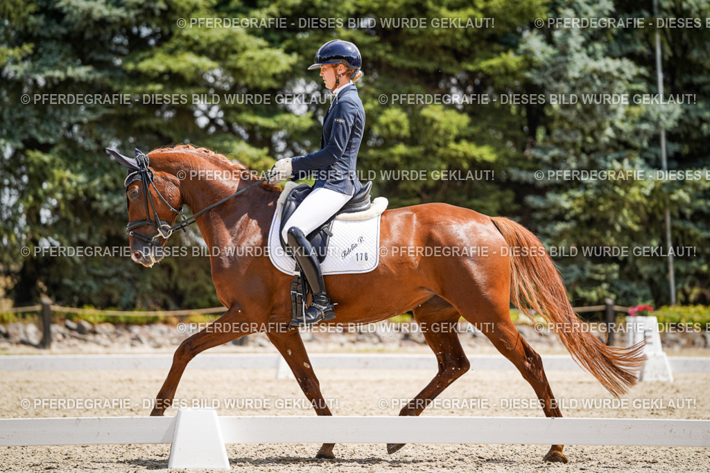 DSC00993 | Pferdegrafie