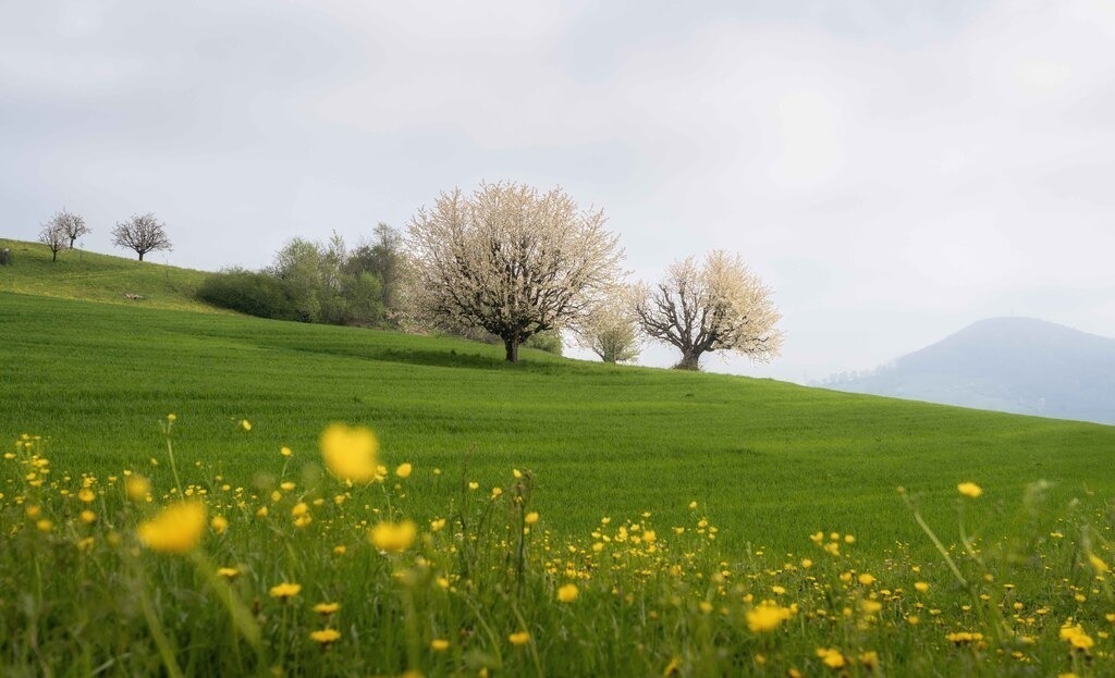 Fricktal | Frühling - Realisiert mit Pictrs.com