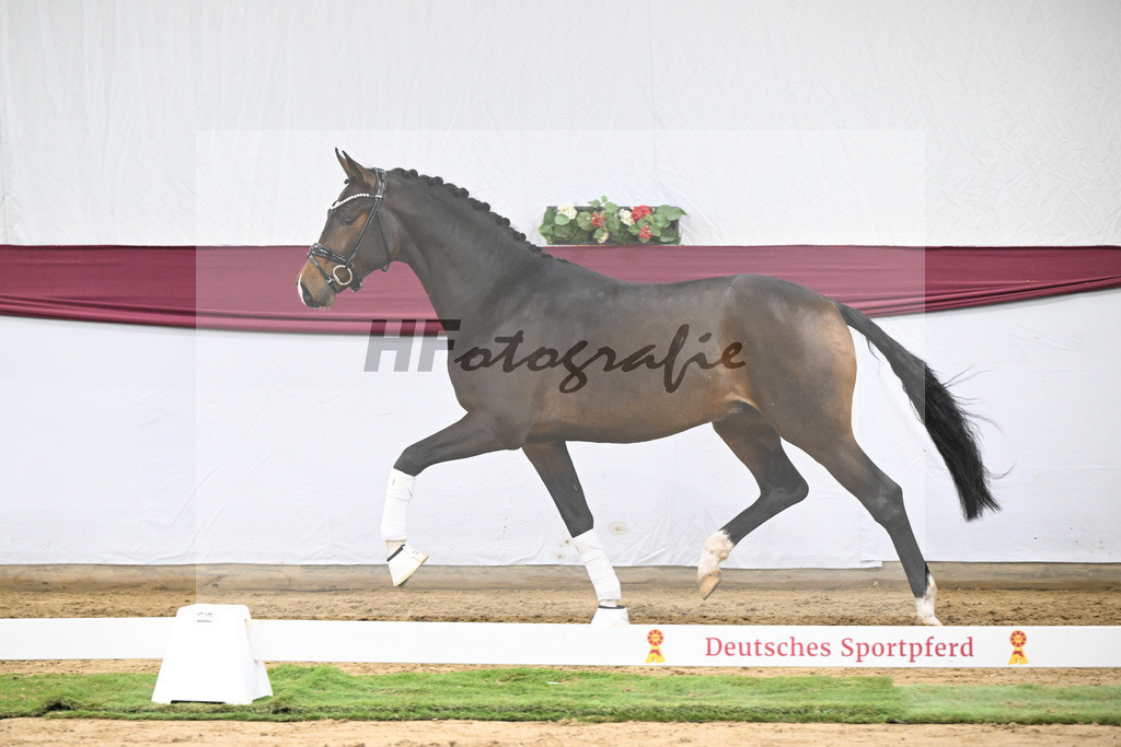 Kat-Nr. 70 Valdiviani x Fuerstenball_Joachim Weil_47252588 | hf-fotografie - Realisiert mit Pictrs.com