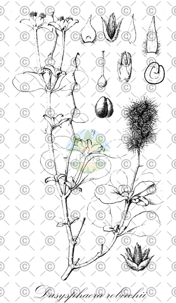 HistAbb_wfo-0000638366_2_ENZY_Simple | Historische Abbildung von Dasysphaera robecchii - Amaranthaceae | Historical Illustration of Dasysphaera robecchii - Amaranthaceae