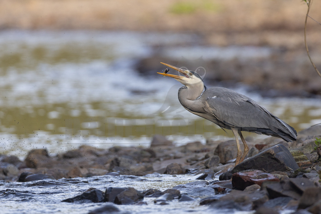 R5NF0350_20240501 | Der Graureiher, auch Fischreiher genannt, ist eine Vogelart aus der Ordnung Pelecaniformes. Er ist in Eurasien und Afrika weit verbreitet und häufig. Weltweit werden vier Unterarten unterschieden. In Mitteleuropa ist er mit der Nominatform Ardea cinerea cinerea vertreten. - Realisiert mit Pictrs.com