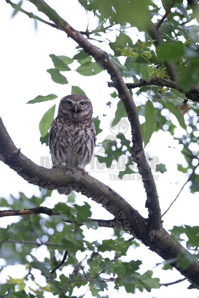 R6NF3875_20240709 | Den Steinkauz findet man vor allem in westlichen Teilen Deutschlands in offenen Landschaften. Er brütet oftmals in unmittelbarer Nähe zum Menschen in Gebäudenischen, Ställen und Baumhöhlen. Den kleinen Kauz kann man relativ oft auch tagsüber beobachten, da er gerne auf offenen Sitzwarten verweilt. Seine weißen Augenbrauen verleihen ihm einen strengen Blick. Schon in der griechischen Mythologie spielte er eine Rolle und war eine Art Bote der Göttin Athene. - Realisiert mit Pictrs.com