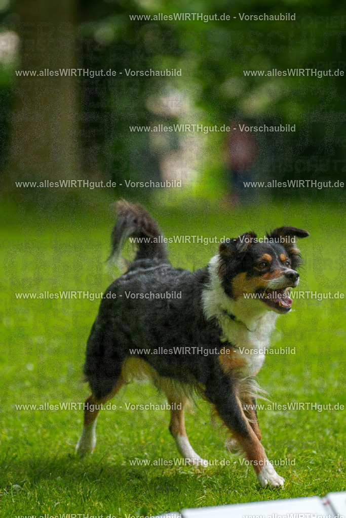 @allesWIRTHgut_Tierfotografie - www.allesWIRTHgut.de - 091751-7R506887 | Professionelle Tierfotografie in Mönchengladbach von Daniel Wirth (allesWIRTHgut). Liebevolle & natürliche Bilder von Hunden & Katzen für unvergessliche Erinnerungen.