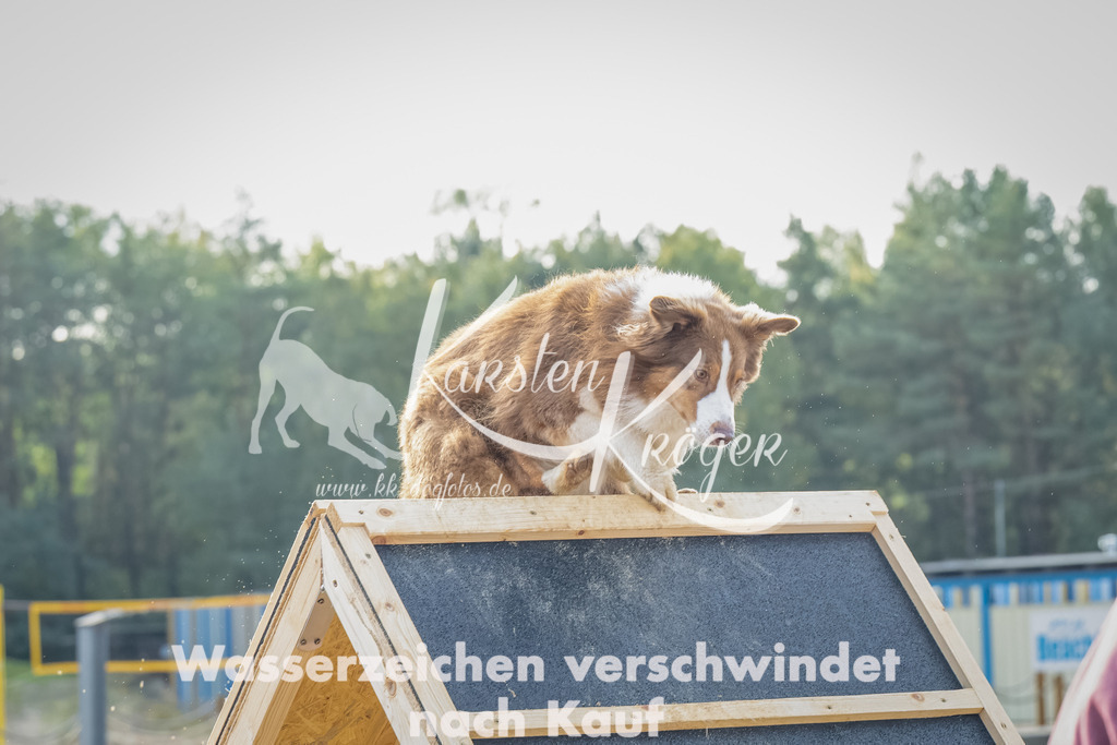0927_ZZ92418-Bearbeitet | kk-dogfotos