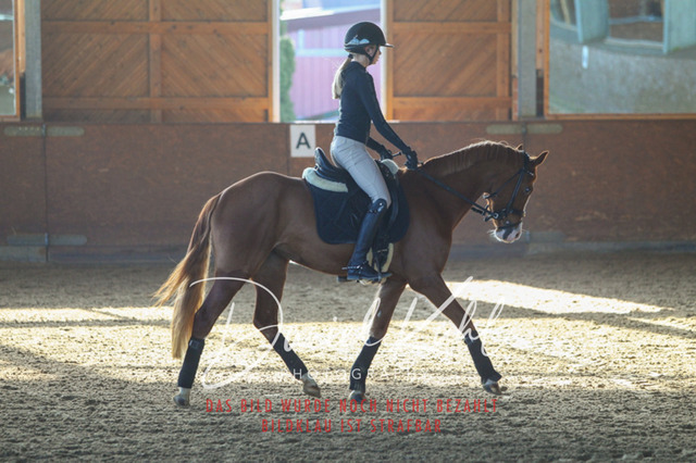 DKP42161 | Turniersportfotografie; Pferdefotografie; Dressurfotografie