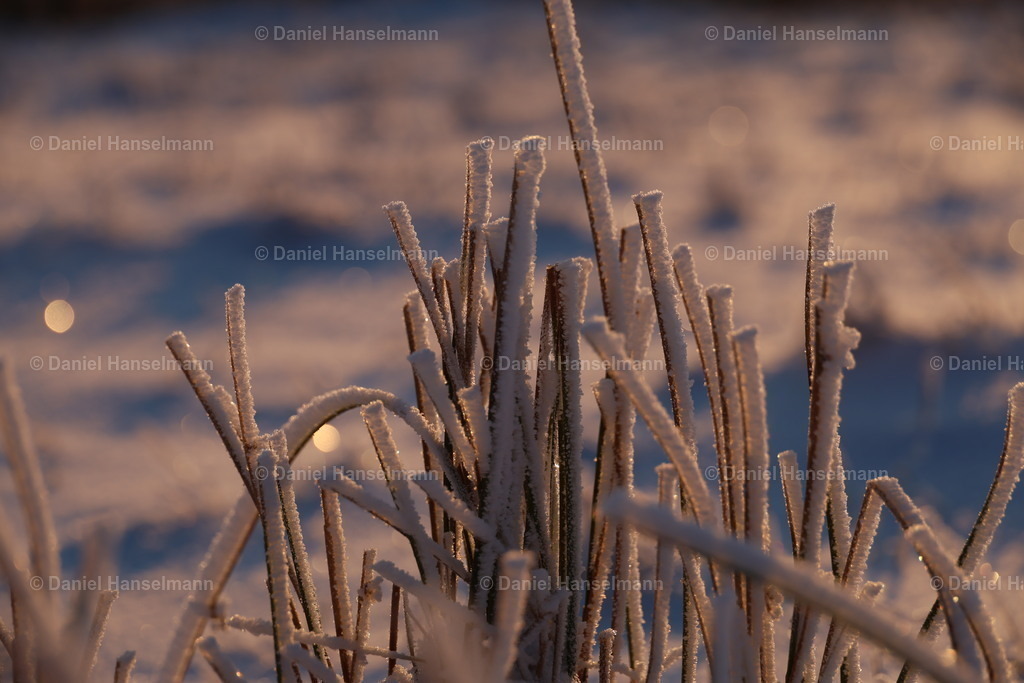 162A3866 | Hier finden Sie Poster, Leinwandfotos sowie viele weitere Fotoprodukte mit Motiven aus dem Schwarzwald, aus Freiburg und dem Kaiserstuhl zum Download und zum Bestellen.  - Realisiert mit Pictrs.com