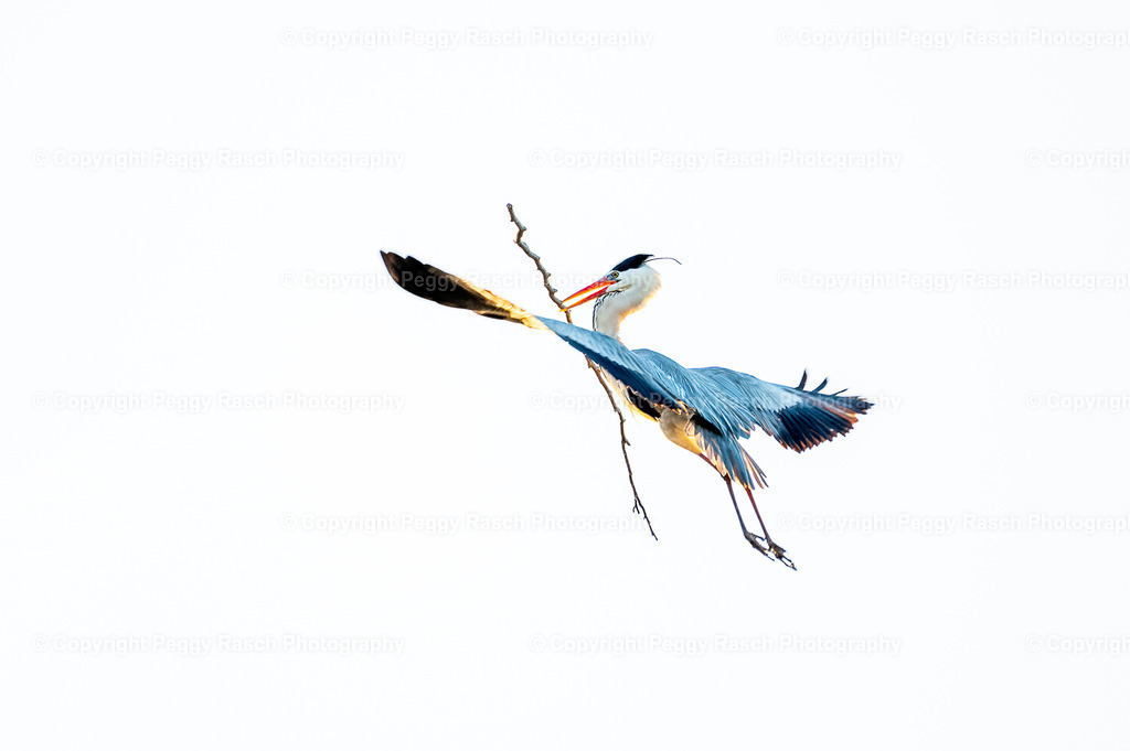 Graureiher (2) | PeggyRaschPhotography - Realisiert mit Pictrs.com