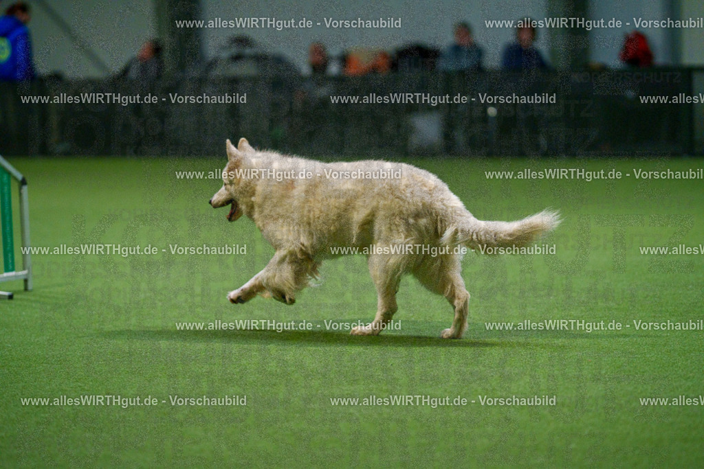 7R500188 | Professionelle Tierfotografie in Mönchengladbach von Daniel Wirth (allesWIRTHgut). Liebevolle & natürliche Bilder von Hunden & Katzen für unvergessliche Erinnerungen.