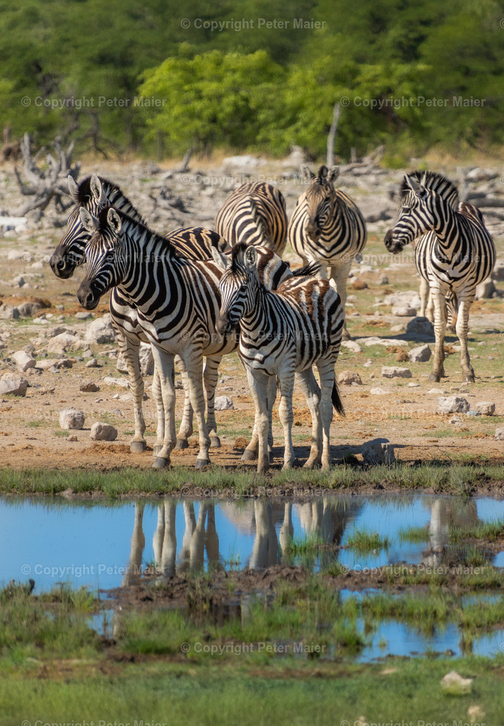 Etosha_Nationalpark_Namibia-483-Bearbeitet | piet_flosse