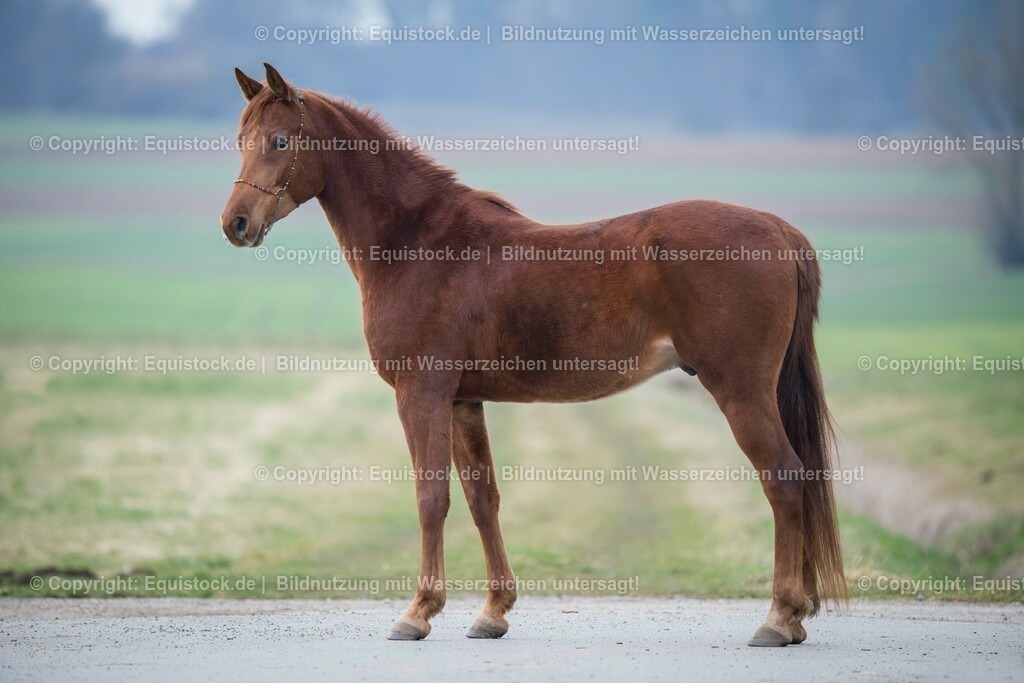 20160228_Araber_Wallach_0001 | equistock