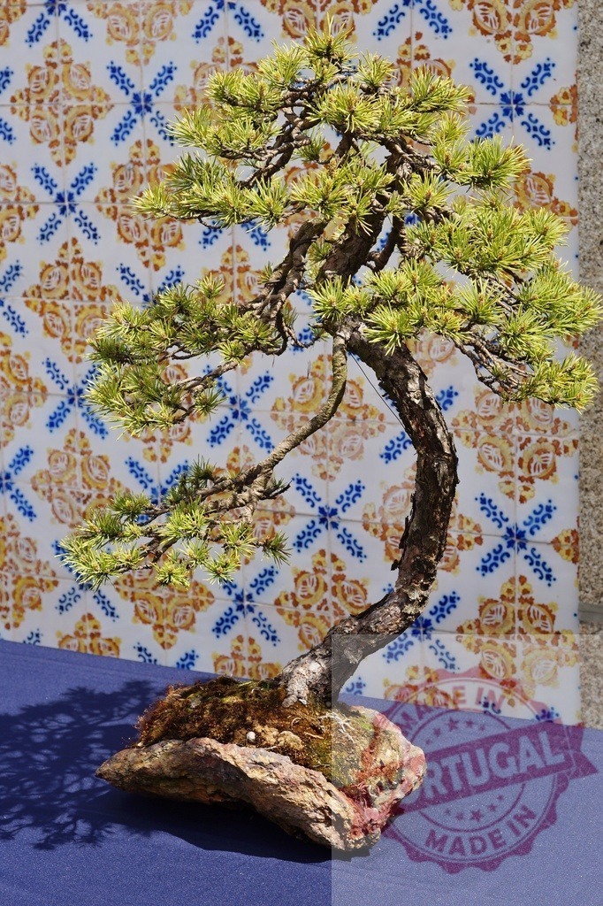 Bonsai tree growing in a rock pot against azulejo tiles | Bonsai tree cultivated on a rock on a blue cloth, with a colorful tiled wall in the background - Realized with Pictrs.com