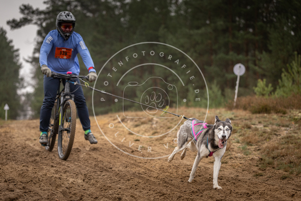 Pfotenfotografie_DV3A3896 | Hundefotografie, Tierfotograf, Pfotenfotografie, Fotoshooting Hund, Hunde Portrait, Hundesport, Hundeportraits, Heideshooting, Hunde, Sportfotograf, Hundefotograf, Turnierhundsport, THS,  - Realisiert mit Pictrs.com