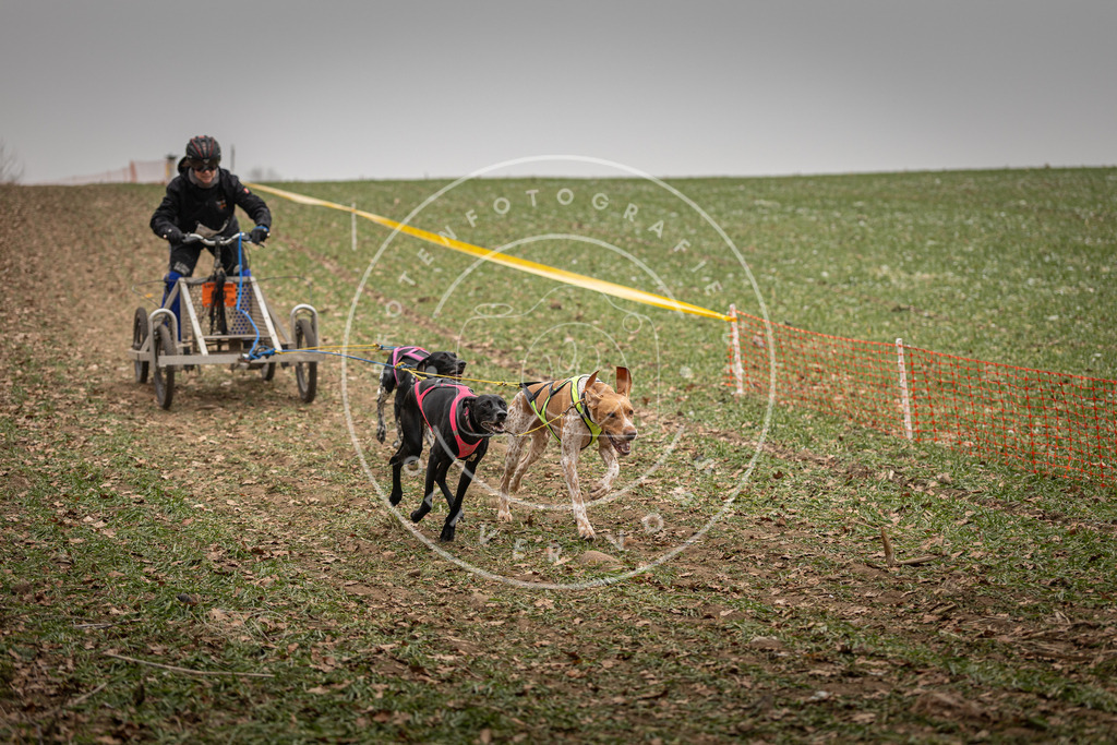 Pfotenfotografie_DV3A4534 | Hundefotografie, Tierfotograf, Pfotenfotografie, Fotoshooting Hund, Hunde Portrait, Hundesport, Hundeportraits, Heideshooting, Hunde, Sportfotograf, Hundefotograf, Turnierhundsport, THS,  - Realisiert mit Pictrs.com