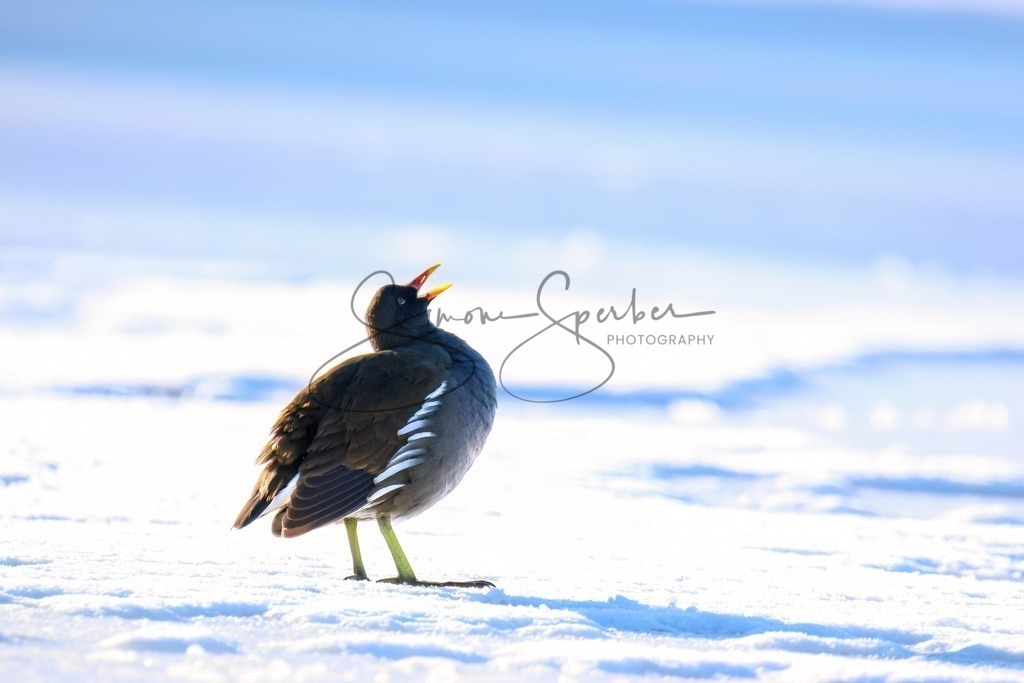 Teichhuhn | Simone Sperber, svb-photography,Fotografin,Bilddesignerin,Naturfotografie,Macrofotografie,Tierfotografie,Wildtierfotografie,Ausstellungen,Auftragsfotografie,Kunst,Art,Photographer,Shootings,Bildberatbeitung,Galerie,Shop