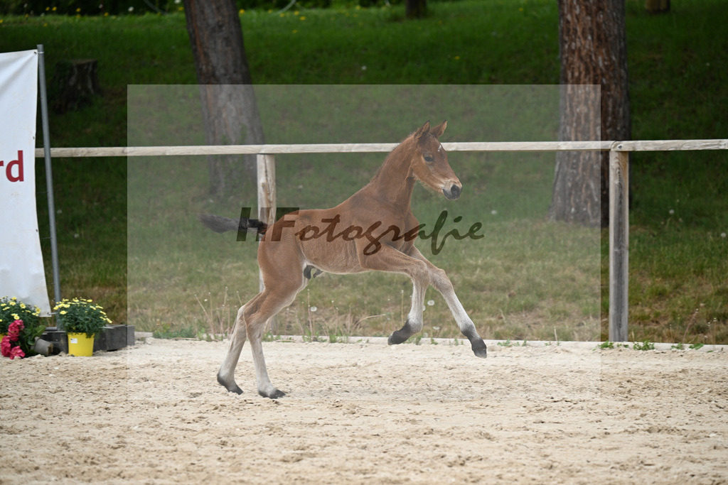 Kat-Nr. 35 HF Va Bene x Le Vivaldi_Wimmer_24260652 | hf-fotografie - Realisiert mit Pictrs.com