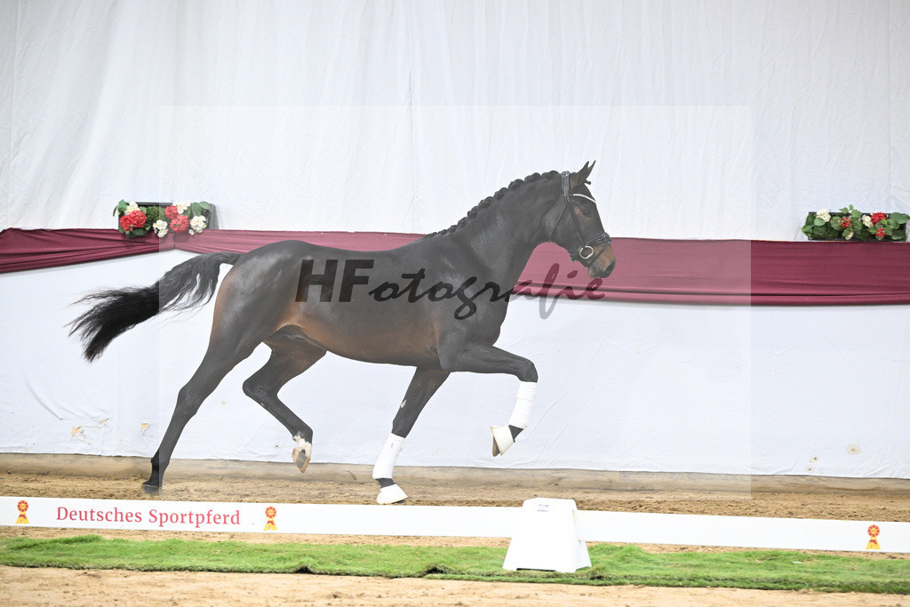 Kat-Nr. 66 Feliciano x Fidertanz_Franz Winklmaier_47252512 | hf-fotografie - Realisiert mit Pictrs.com