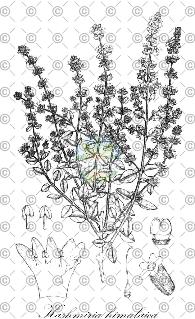 HistAbb_wfo-0000356247_1_ENZY_Simple | Historische Abbildung von Kashmiria himalaica - Plantaginaceae | Historical Illustration of Kashmiria himalaica - Plantaginaceae