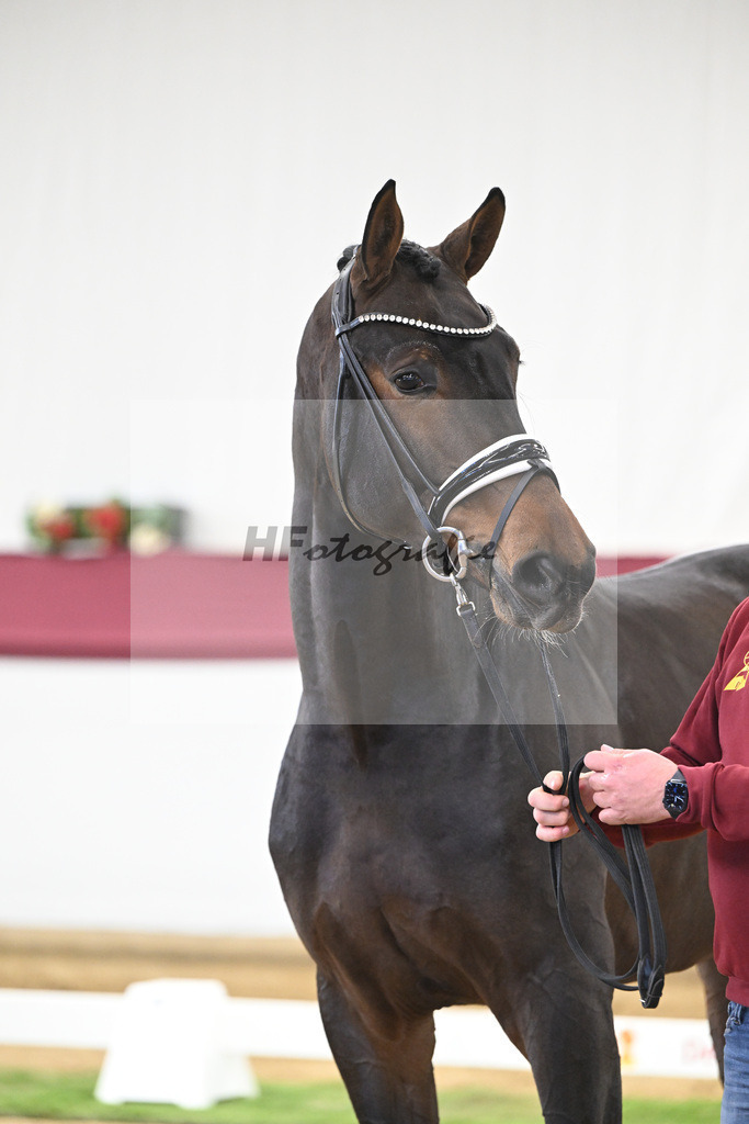 Kat-Nr. 139 Escolar x Rubin-Royal_2M2 Horese I Bastad AB_47250309 | hf-fotografie - Realisiert mit Pictrs.com