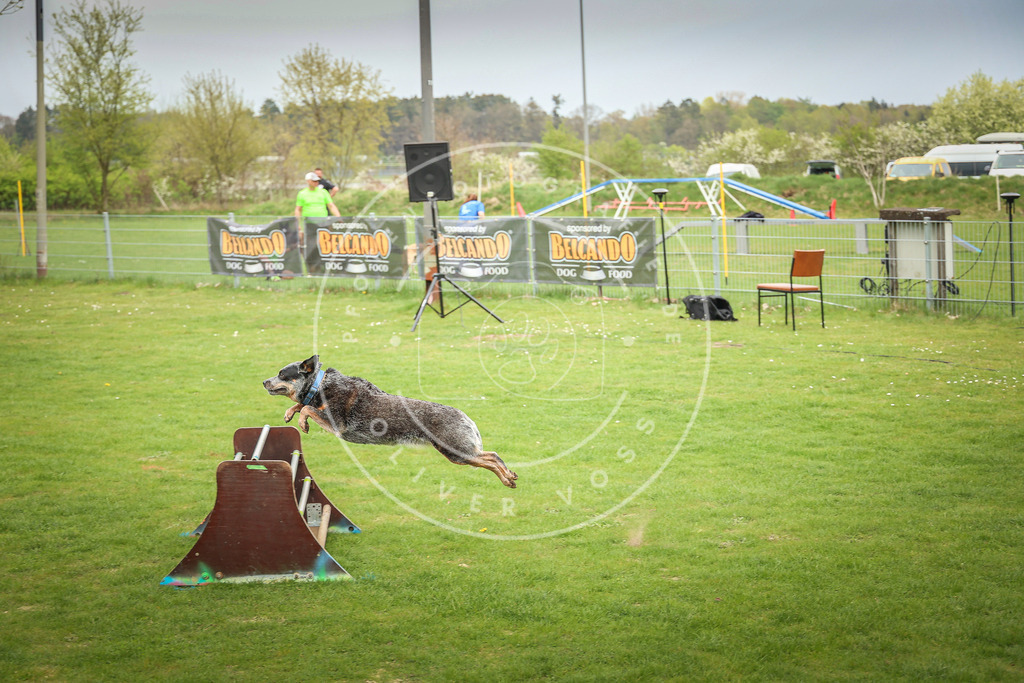 Pfotenfotografie_0L8A9897 | Hundefotografie, Tierfotograf, Pfotenfotografie, Fotoshooting Hund, Hunde Portrait, Hundesport, Hundeportraits, Heideshooting, Hunde, Sportfotograf, Hundefotograf, Turnierhundsport, THS,  - Realisiert mit Pictrs.com