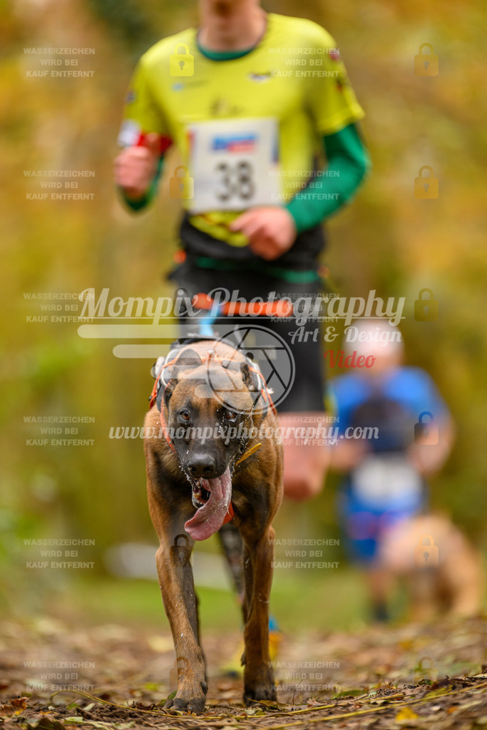 MompixPhotography_Bischwiller24_SA_Canicross-13 | mompixphotography