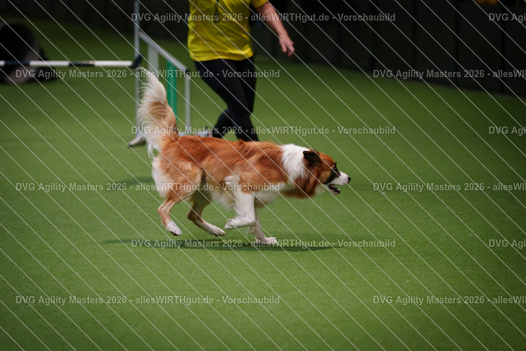 allesWIRTHgut_Tierfotografie-DVG_Agility_Masters_2026-08_12-7R509813 | Professionelle Tierfotografie in Mönchengladbach von Daniel Wirth (allesWIRTHgut). Liebevolle & natürliche Bilder von Hunden & Katzen für unvergessliche Erinnerungen.