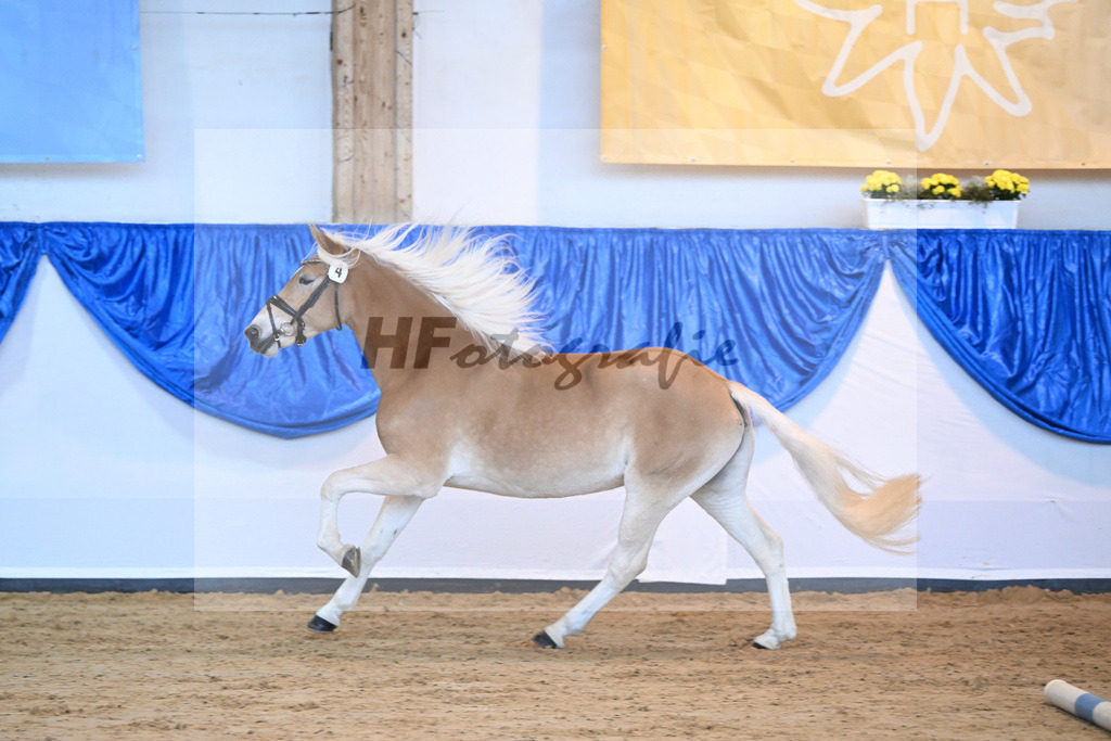 Kat-Nr. 4 Silandra v. Nimbus Ole_Blick_60221069 | hf-fotografie - Realisiert mit Pictrs.com