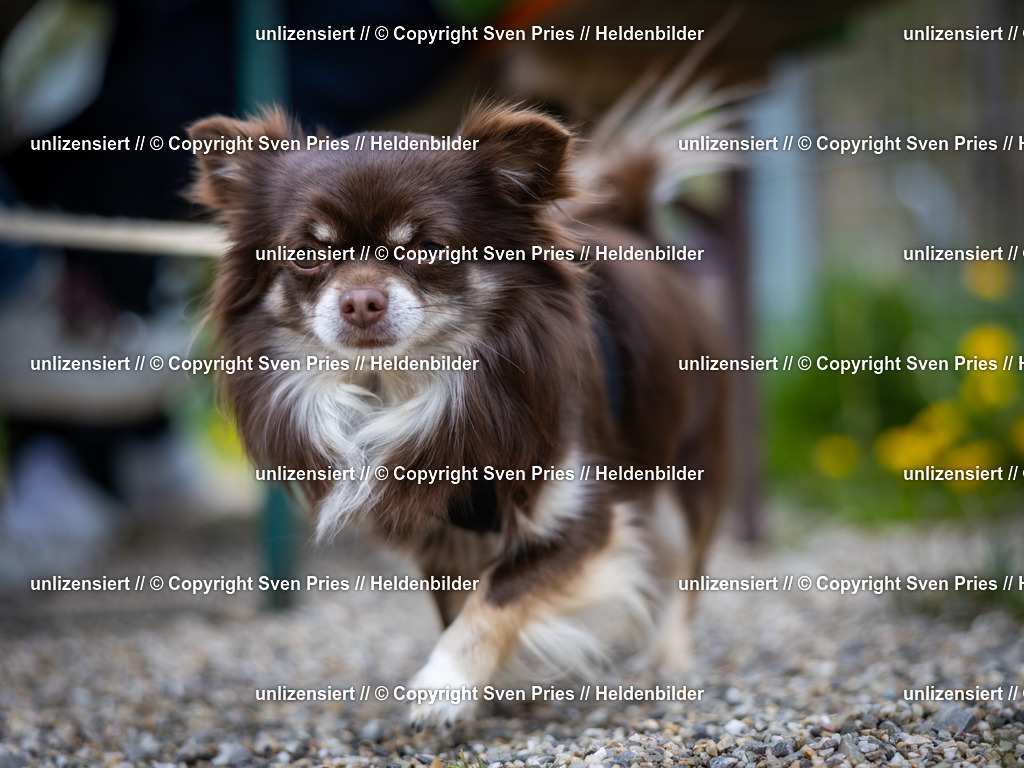 Sven Pries | 2025-04-13 - Hunderennen Baden-Baden - Realisiert mit Pictrs.com