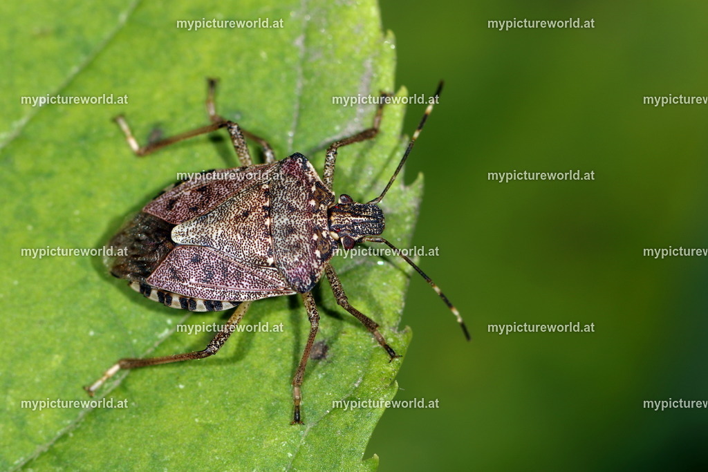 Halyomorpha halys-012 | Das Bilderarchiv über Tiere, Planzen und Landschaften. In der Bilddatenbank finden Sie ein große Auswahl an hochwertigen Bilder für Ihre Werbung - Realisiert mit Pictrs.com
