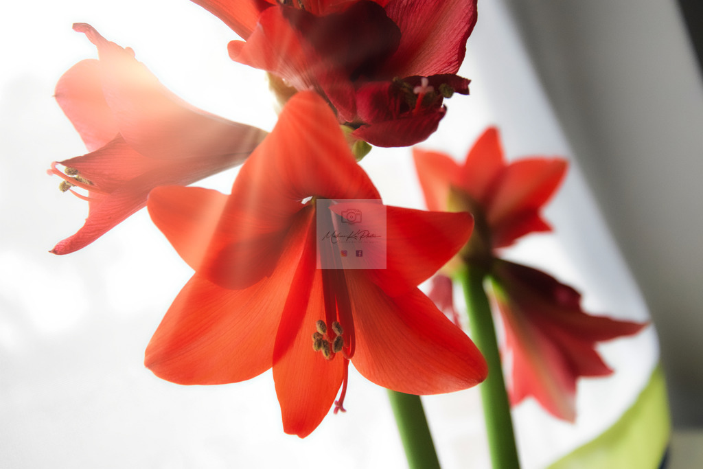 Makro - floral (11) | Buche Fotoshootings und entdecke hochwertige Fotoprodukte bei Mathias Ku Photos. Personalisiert, kreativ & mit Liebe zum Detail. Jetzt informieren! - Realisiert mit Pictrs.com