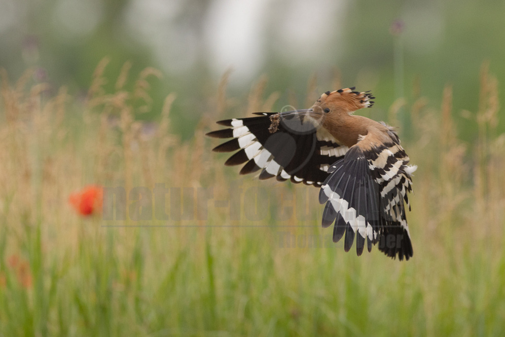 R5NF2107_20240530 | Der Bildershop von www.natur-focus.de bietet ihnen den einfachen Kauf von Bildmaterial per Download aus allen Bereichen der Natur. In den Galerien finden sie Landschaftsfotos, Tierbilder und natürlich auf Pflanzenfotos. - Realisiert mit Pictrs.com