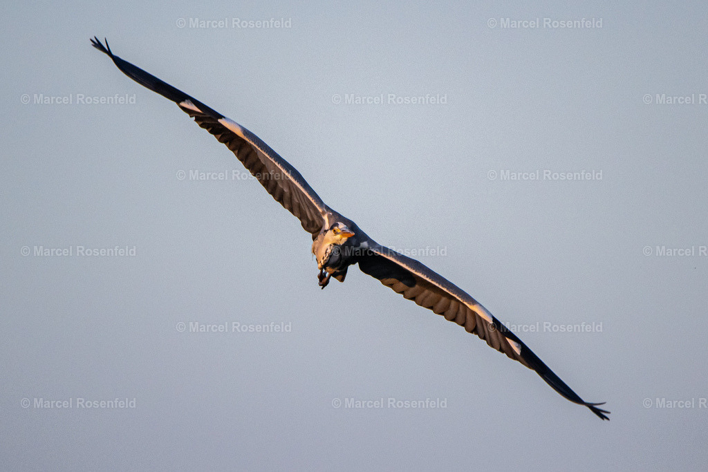 _DSC6119 | foto-rosenfeld