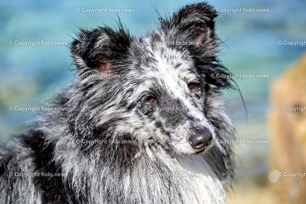 Kroatien_ Brac_ Insel in Dalmatien_ Milna_ 14.07.2025-14 | 14.07.2025, Kroatien, HRV, Brac, Insel in Dalmatien, Milna im Bild Themenbild, Hund, Strand, Felsen, Urlaub, Urlaub mit Hund am Meer, Meer, Adria, Tourismus, Salzwasser, Feature, Symbolbild