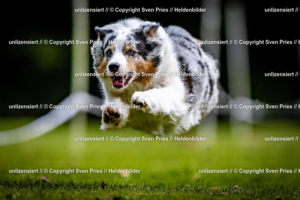 Sven Pries | 2025-10-03 - Hunderennen Obergrombach - Realisiert mit Pictrs.com