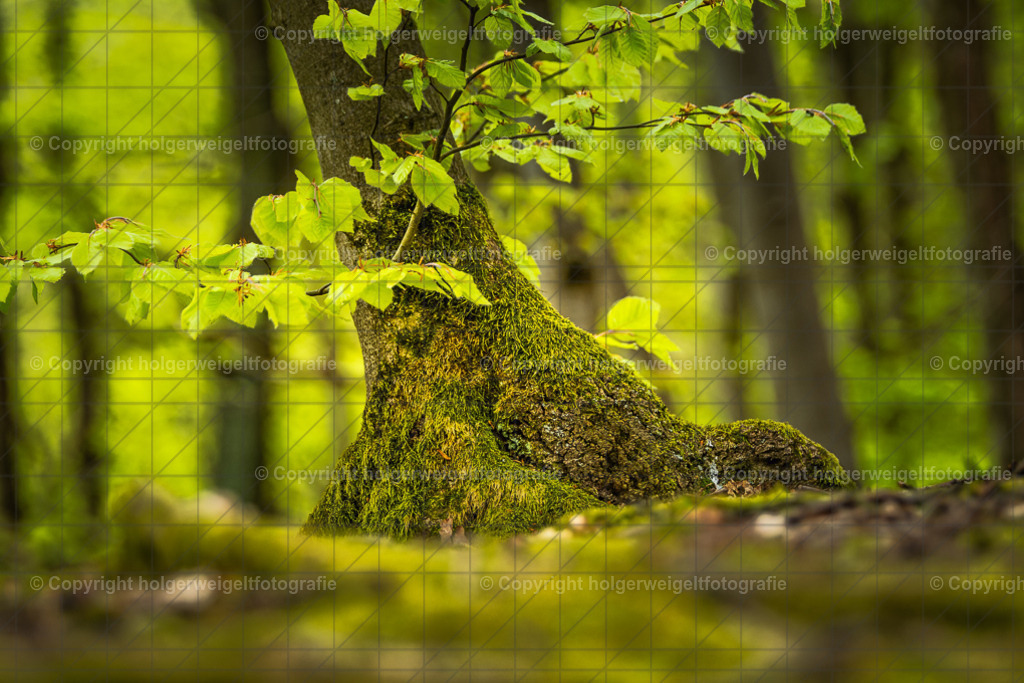 20240414112622D75_2414-Bearbeitet | Kaufen sie online außergewöhnliche Fotografien auf Leinwand Acrylglas Fotoprint Aludibond von holgerweigeltfotografie - Realisiert mit Pictrs.com
