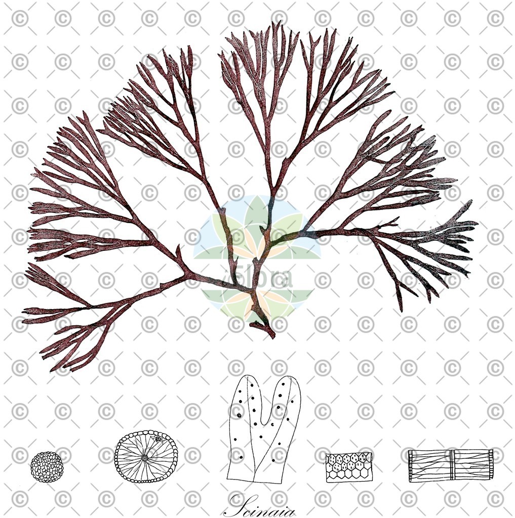 HistAbb_wfo-0000307271_1_ENZY_Simple | Historische Abbildung von Scinaia - Scinaiaceae (0) | Historical Illustration of Scinaia - Scinaiaceae (0)
