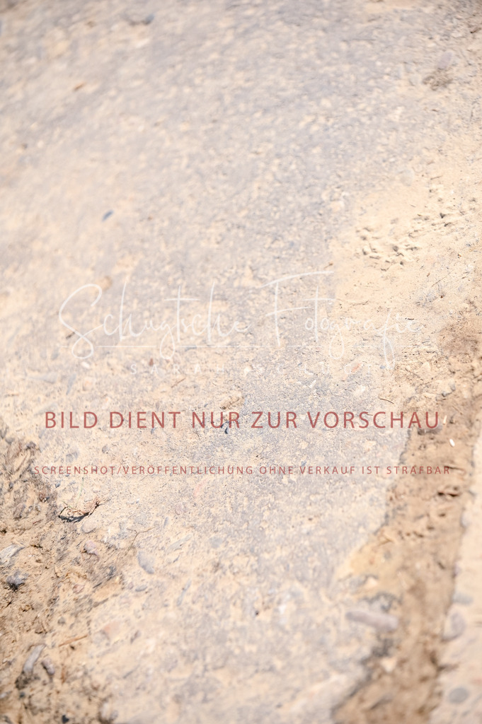 Schugtsche-Aluta25-52.Dressurprf.M2Kand-396 | Schugtsche Fotografie - Realizzato con Pictrs.com
