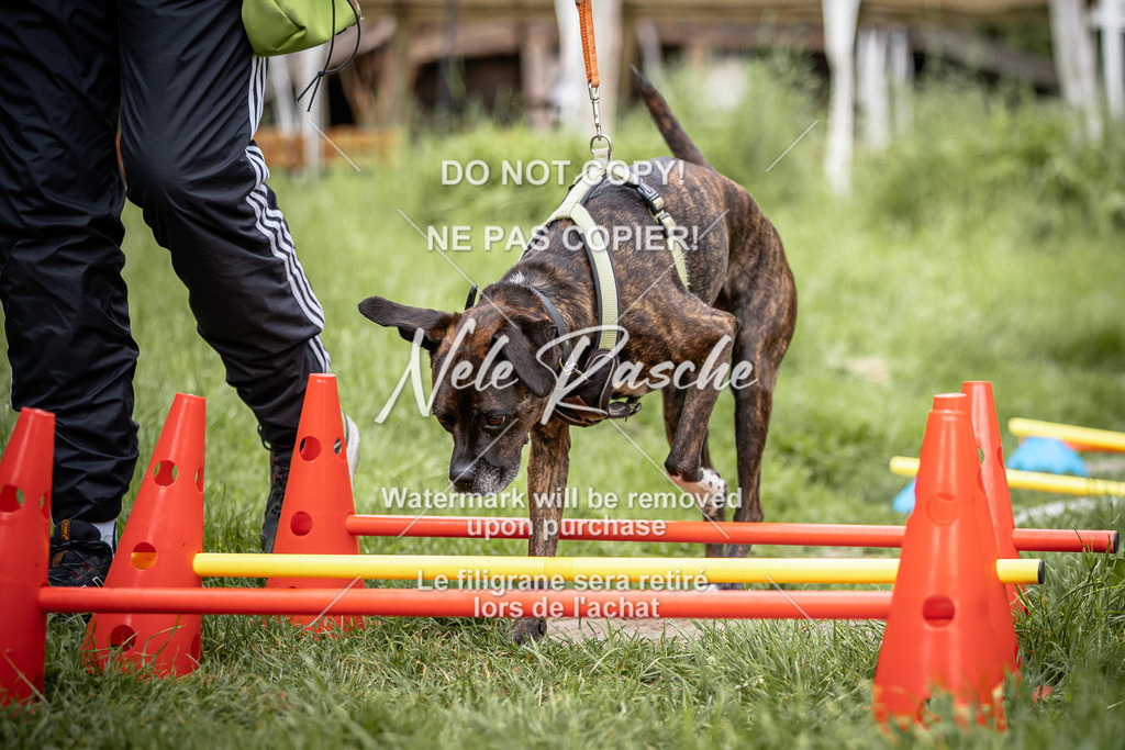 nelerasche_So-earlydog_16 | nelerasche