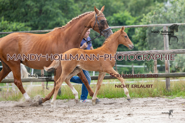 Hexenberg-191 | mandyhollmannphotographie