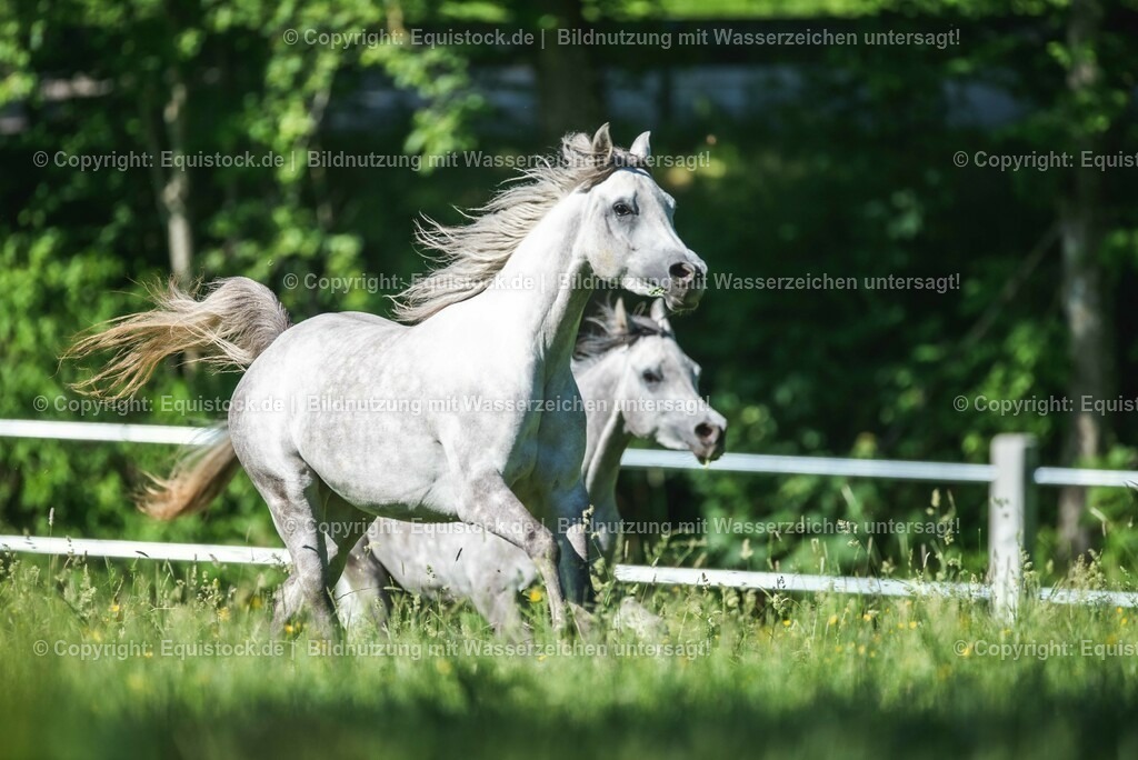20210617_Araber_Marbach_Koppel_0061 | Foto: Thomas Hartig