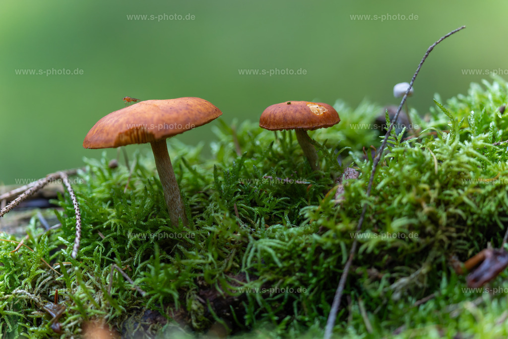 Pilze im Moos | schöne Pilzlandschaft auf Moos - Realisiert mit Pictrs.com