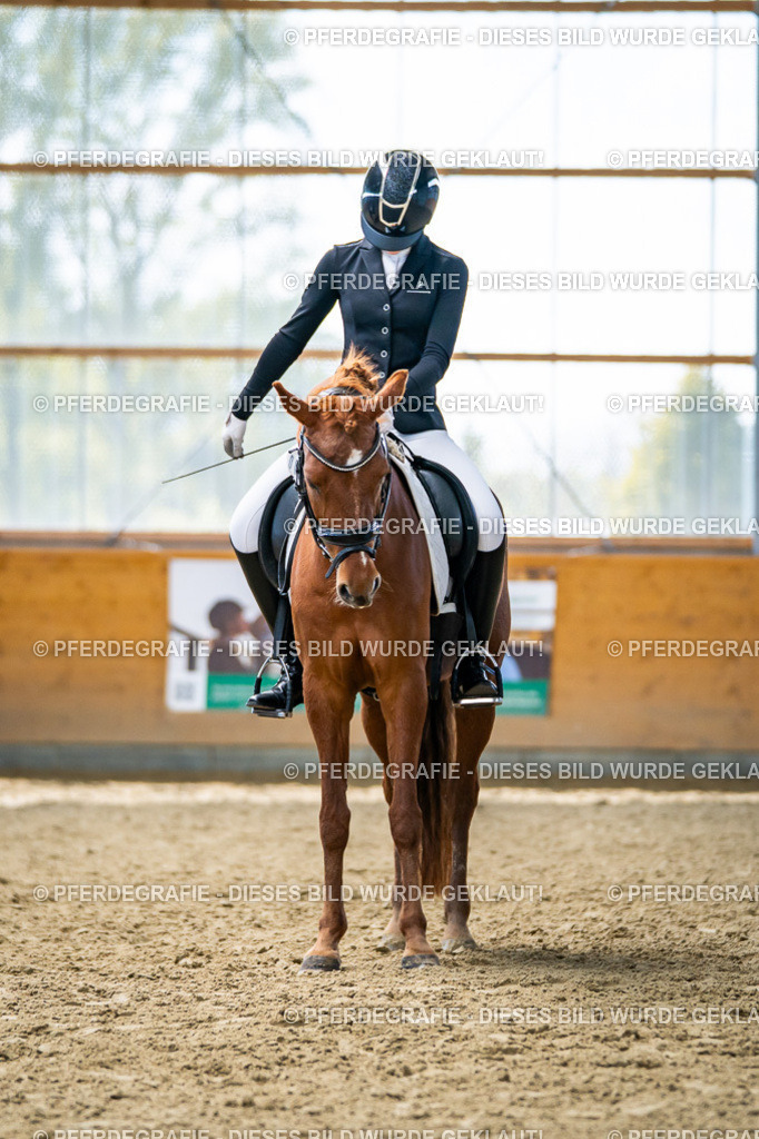 DSC05155 | Pferdegrafie