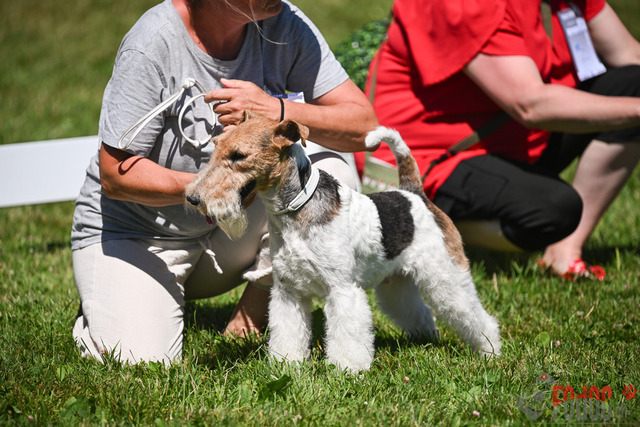 CACIB Aarau | CACIB Aarau, Swiss Dog Show  29062025 Foto: Leo Wyden
