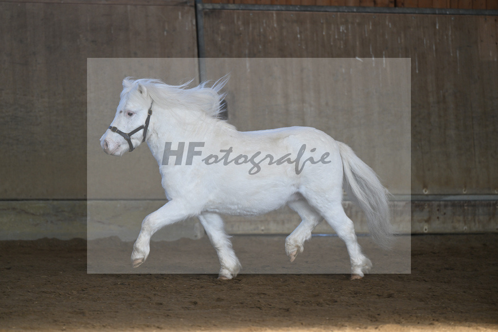 Kat-Nr. 15 Bayerns Flip v. Halstock Firefox_ZG Stumhofer Ostermeier_49250670 | hf-fotografie - Realisiert mit Pictrs.com