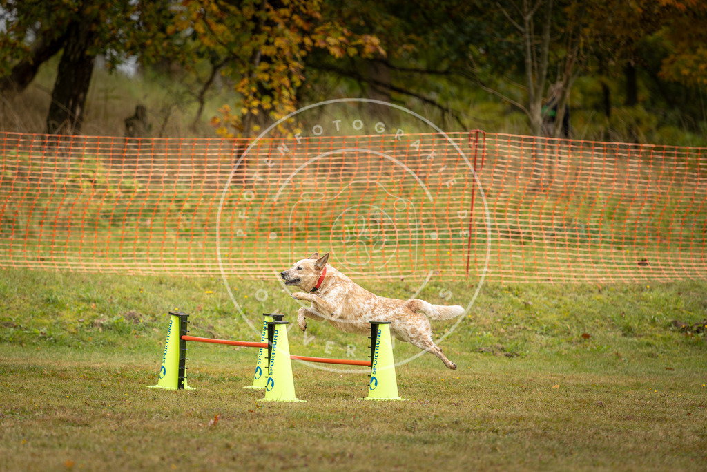 Pfotenfotografie_DV3A2529 | Hundefotografie, Tierfotograf, Pfotenfotografie, Fotoshooting Hund, Hunde Portrait, Hundesport, Hundeportraits, Heideshooting, Hunde, Sportfotograf, Hundefotograf, Turnierhundsport, THS,  - Realisiert mit Pictrs.com