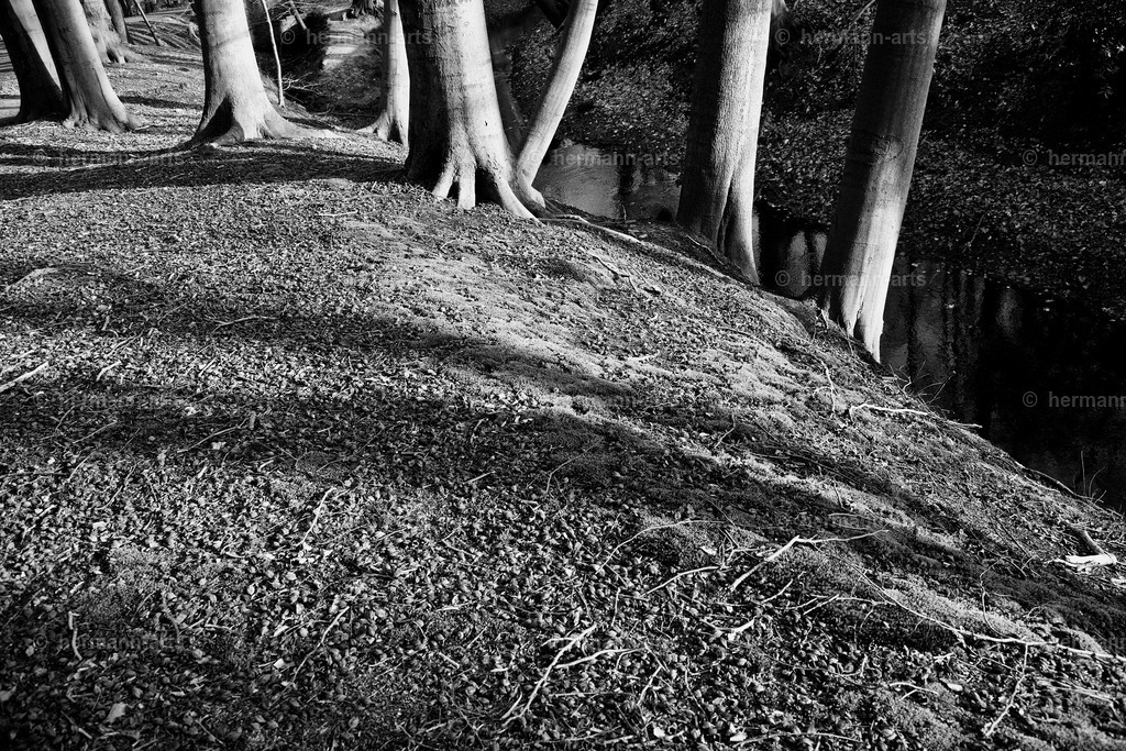 Trees_fine_Art_0059 | Photo Foto Kunst Art schwarzweiss Bilder Rheine Münster Berlin Blumen 