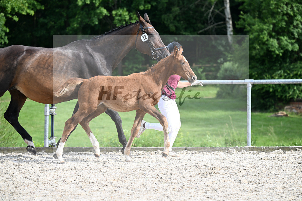 Kat-Nr. 12 Rodrigo VDL x Chambertin_SF_Fuentes Molina_17250972 | hf-fotografie - Realisiert mit Pictrs.com