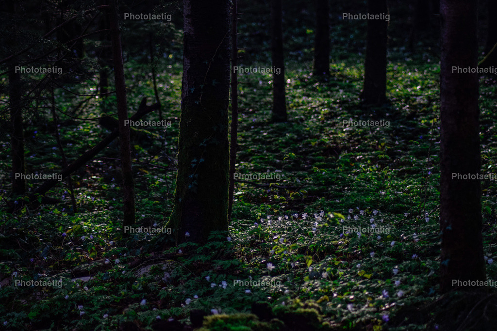 IMG_9281 | phototaetig