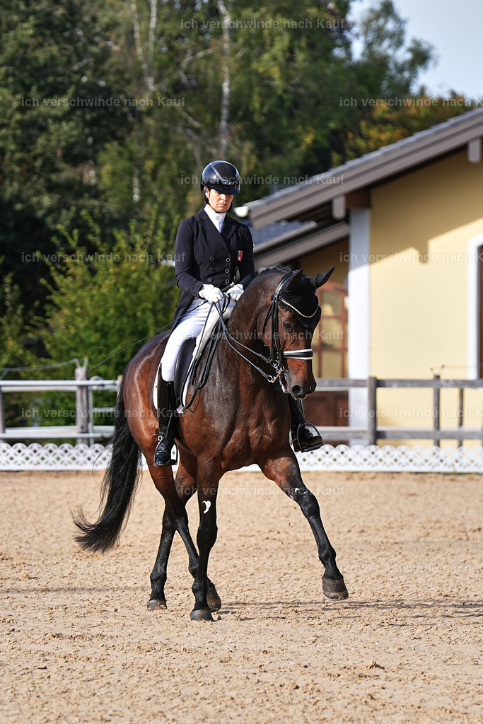 13-110-S___ -Marixx-7038 | working equitationturnier fotograf videograf stoibphotography marixx film working equitation deutschland reitsport turnierfotografie eventfotografie equestrian events